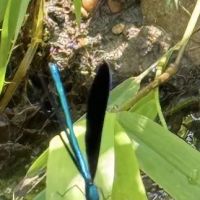 RunningRiverRanch ico