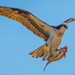 Colusa Landing RV Park