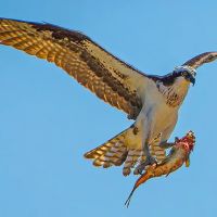 Colusa Landing RV Park ico