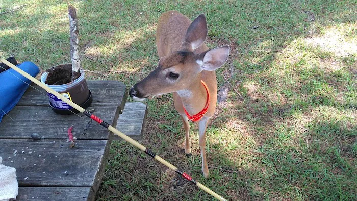 Whites Creek Lake Campground Picture 9