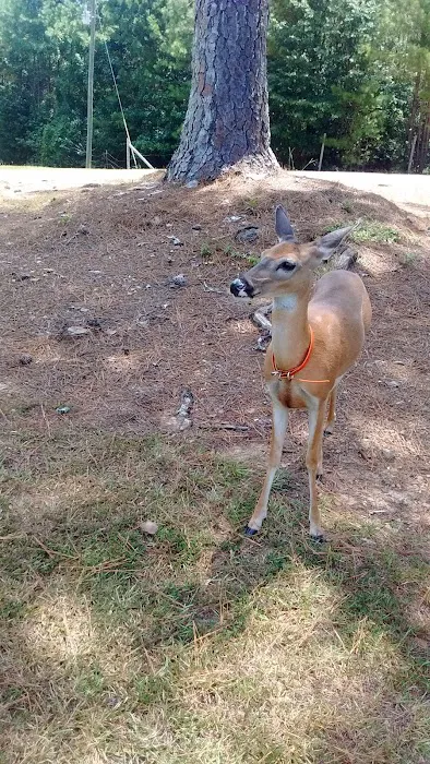 Whites Creek Lake Campground Picture 5