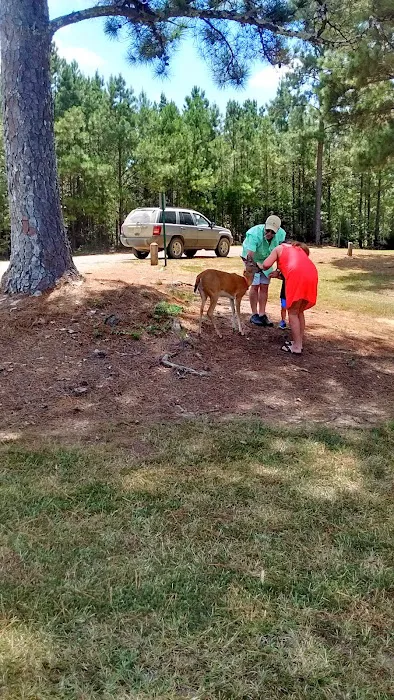Whites Creek Lake Campground Picture 7