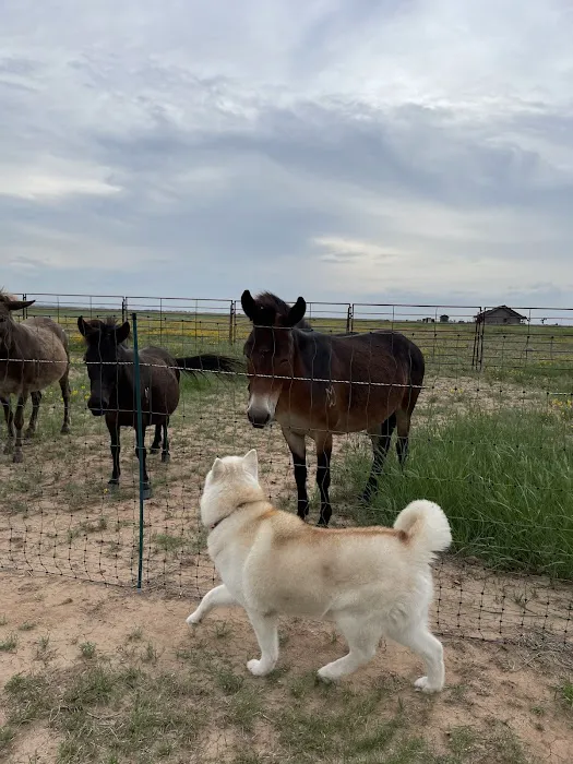 Chaos Ranch Picture 5