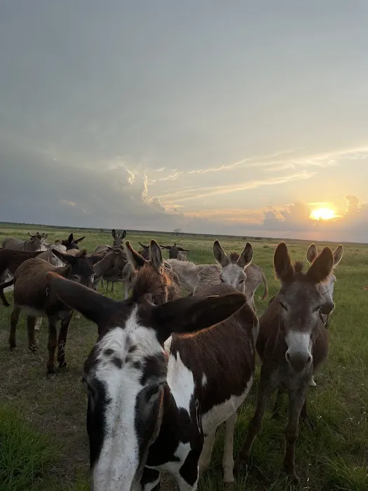 Chaos Ranch Picture 1