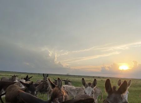 Chaos Ranch
