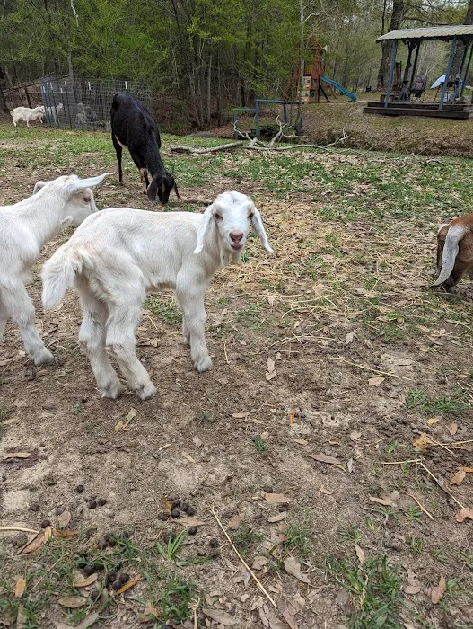 Snow White Sanctuary - Campground Picture 2