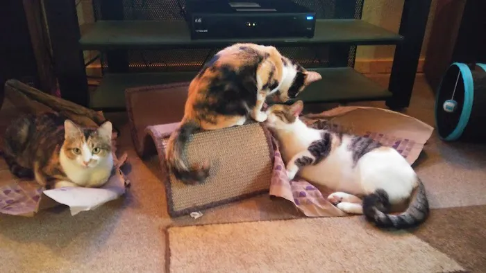 Central Mobile Village Picture 2