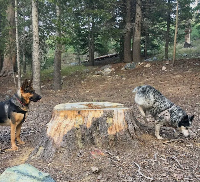 Lower Virginia Creek Primitive Campground Picture 10