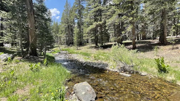 Lower Virginia Creek Primitive Campground Picture 9