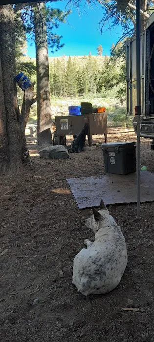 Lower Virginia Creek Primitive Campground Picture 6