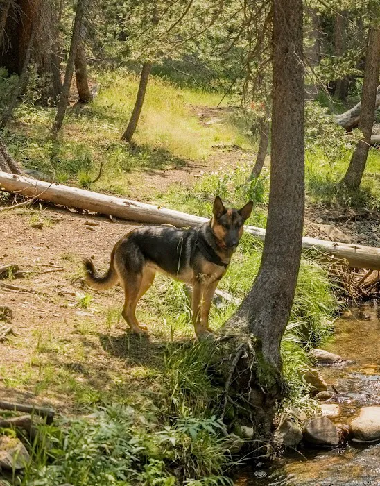 Lower Virginia Creek Primitive Campground Picture 4