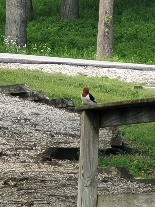 Nemo Campground Picture 8