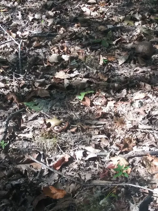 Pomme De Terre Beach Picture 8