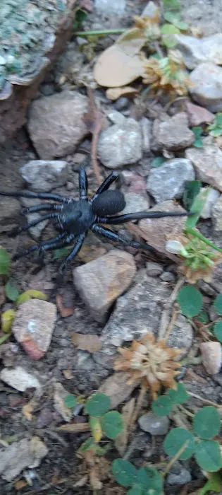 Pomme de Terre loop 428 Picture 1