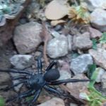 Pomme de Terre loop 428