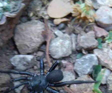 Pomme de Terre loop 428