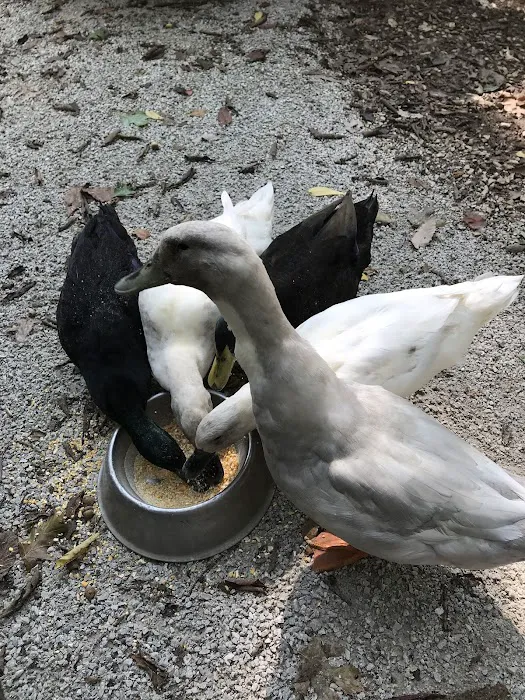 Loehr Campground and Resort Picture 4