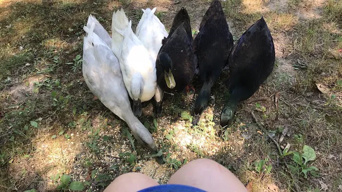 Loehr Campground and Resort Picture 1