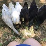 Loehr Campground and Resort