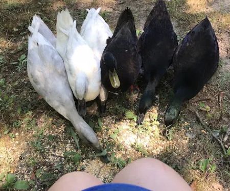 Loehr Campground and Resort