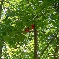 Department-Natural Resources ico