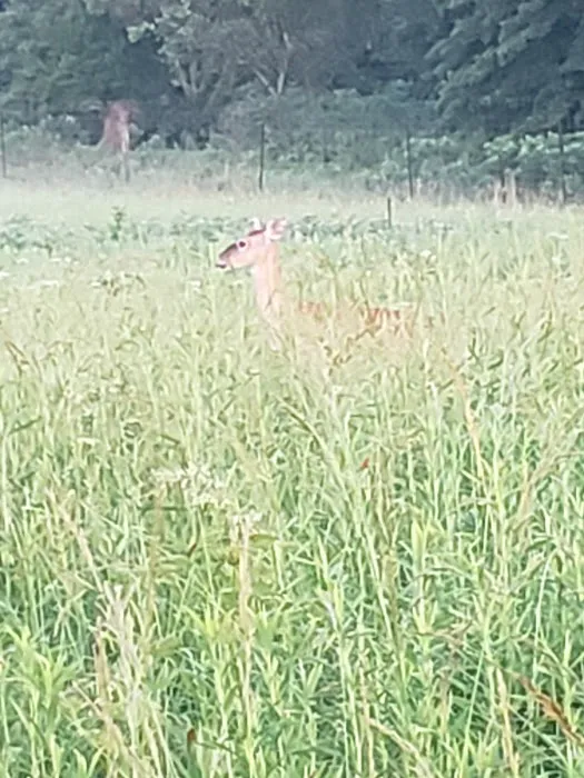 Prairie State Park Campground Picture 3