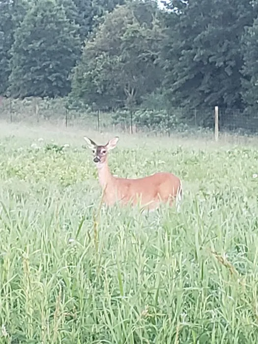 Prairie State Park Campground Picture 5