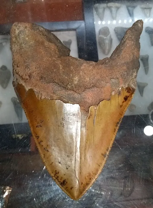 NC Treasure Hunters Campground Picture 5