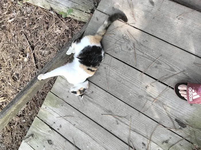 Enfield KOA Picture 5