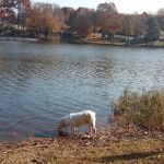 Americamps Lake Gaston