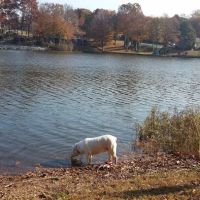 Americamps Lake Gaston ico