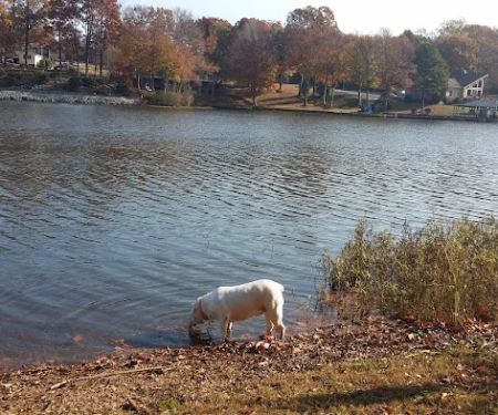 Americamps Lake Gaston