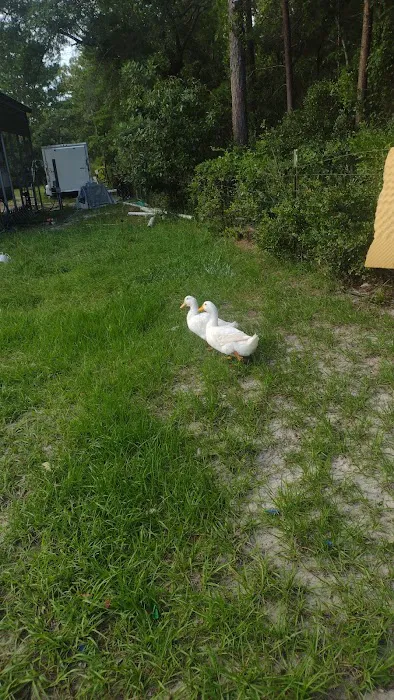 Camp Spoon Bill Picture 1