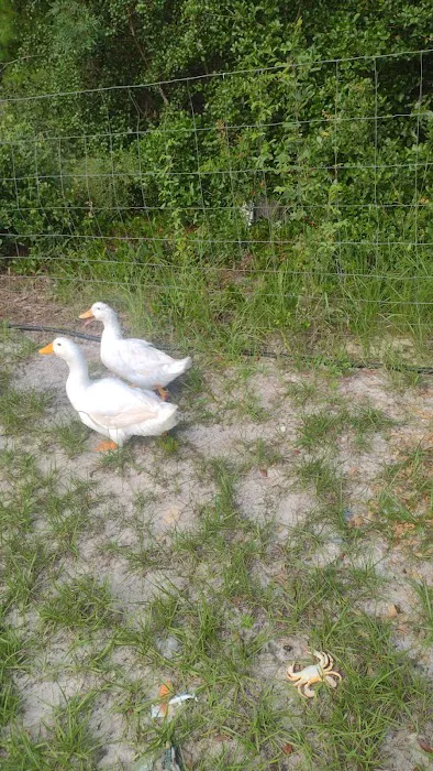 Camp Spoon Bill Picture 2