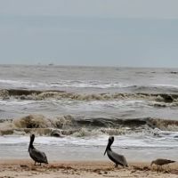 Rutherford Beach ico