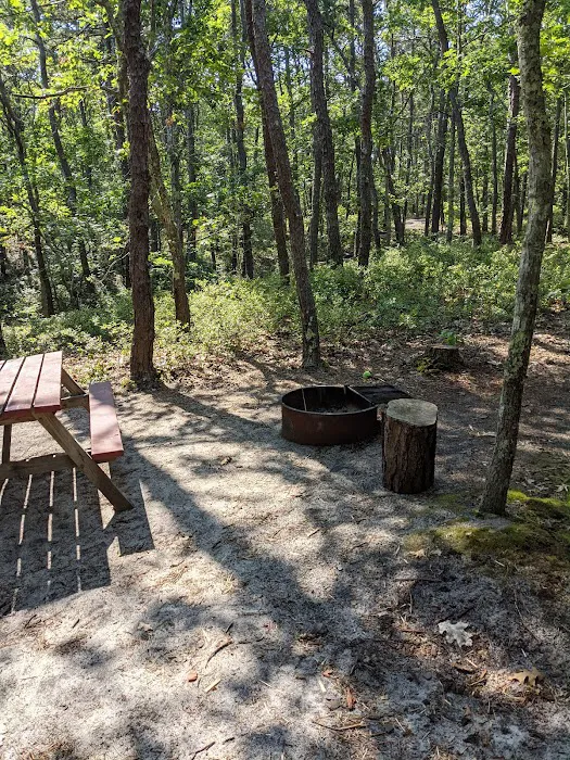 Wellfleet Hollow State Campground Picture 6