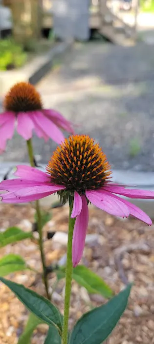 Wellfleet Hollow State Campground Picture 7