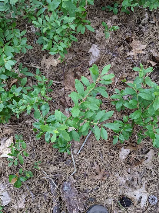 Wellfleet Hollow State Campground Picture 3