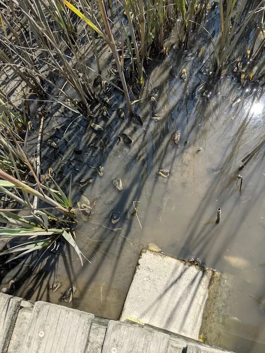 Wellfleet Hollow State Campground Picture 1