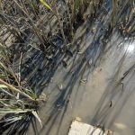 Wellfleet Hollow State Campground