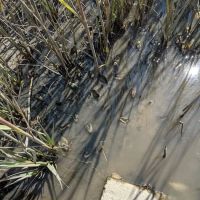 Wellfleet Hollow State Campground ico