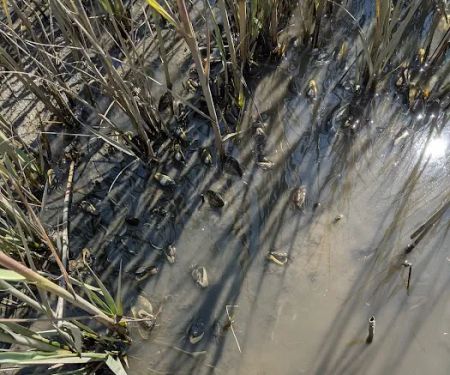 Wellfleet Hollow State Campground