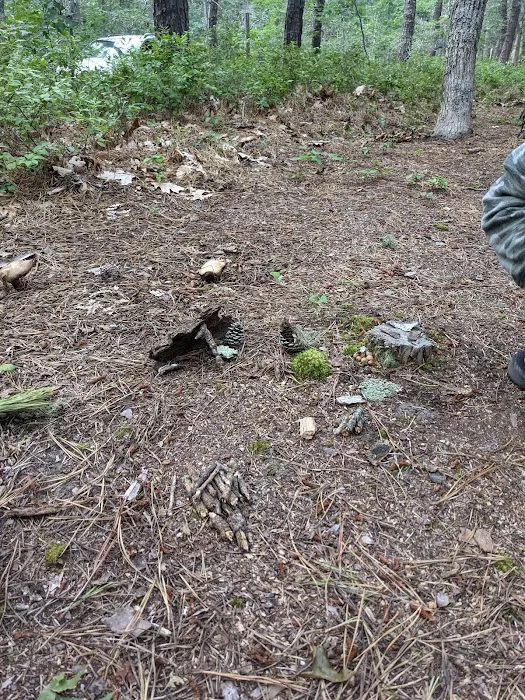 Wellfleet Hollow State Campground Picture 5