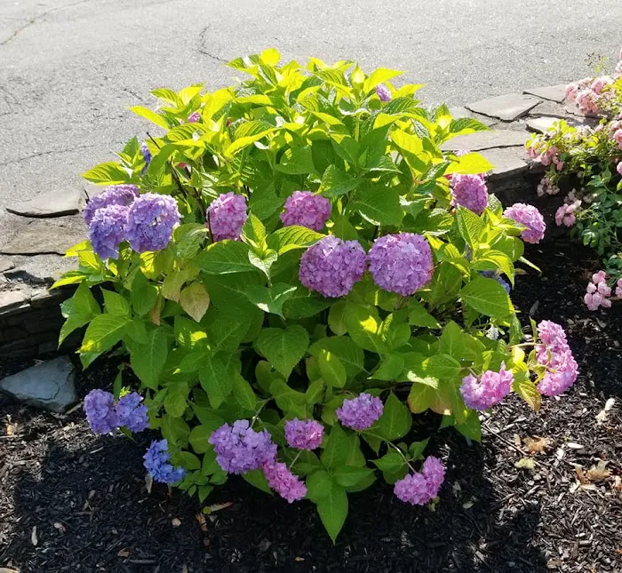 Coastal Acres Campground Picture 8