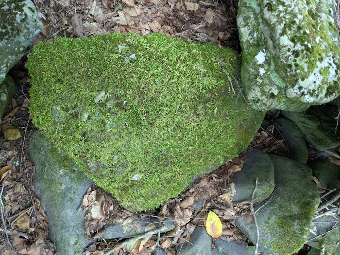 Camp Razoo Picture 4