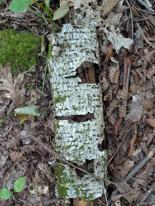 Camp Razoo Picture 6