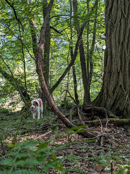 Camp Razoo Picture 5