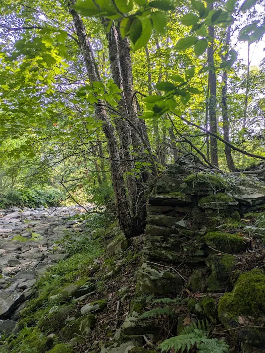 Camp Razoo Picture 3