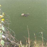 Dead End Creek LLC ico