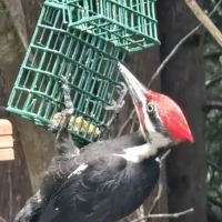 Port Susan Camping Club Administration ico